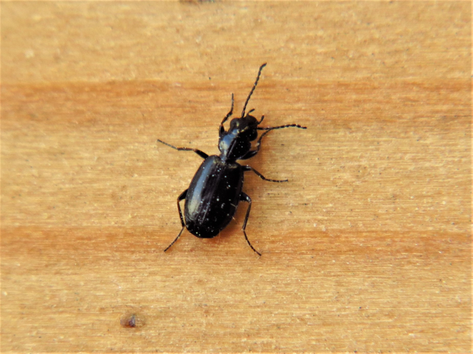 Syntomus foveatus (Geoffroy in Fourcroy, 1785) &copy; Martien van den Heuvel