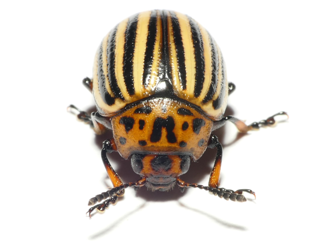 Leptinotarsa decemlineata (Say, 1824) &copy; Dick Belgers