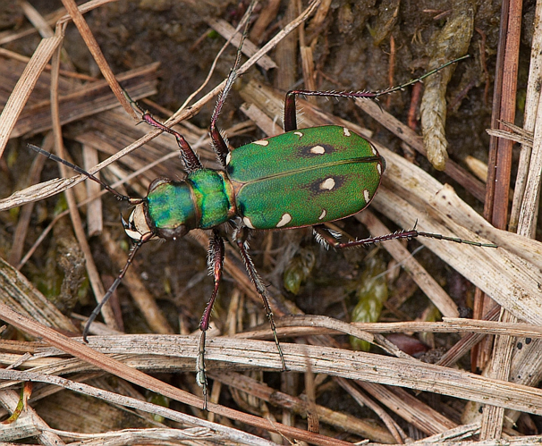 Cicindela campestris Linnaeus, 1758 &copy; Wijnand van Buuren