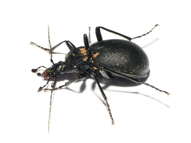 Cychrus caraboides (Linnaeus, 1758) &copy; Dick Belgers