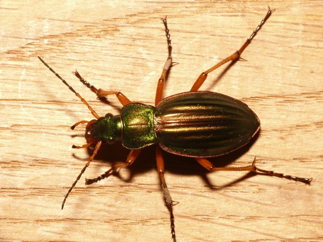 Carabus auratus Linnaeus, 1761 &copy; Dick Belgers