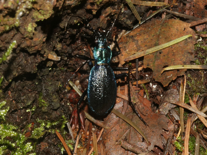 Carabus intricatus Linnaeus, 1761 &copy; Petra Fleurbaaij