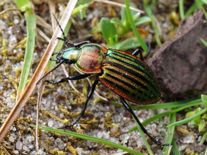 Carabus nitens Linnaeus, 1758 &copy; Hans Jonkman