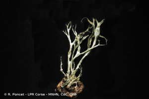  © R. Poncet - LPR Corse - MNHN, CdC, OFB