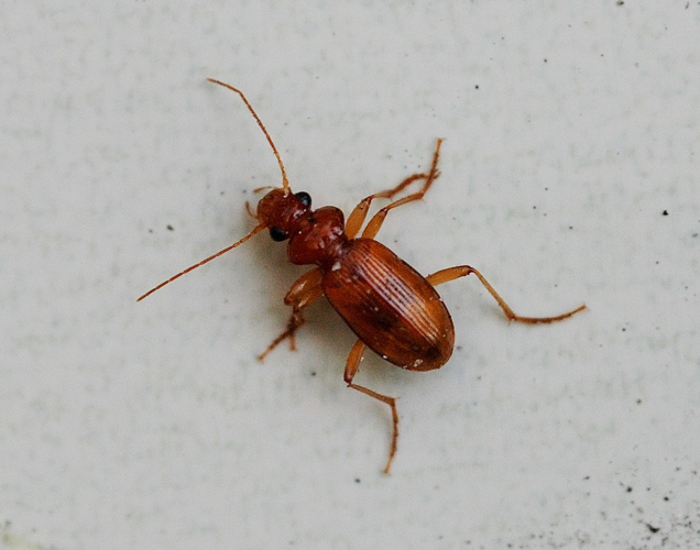 Leistus ferrugineus (Linnaeus, 1758) &copy; Louis Westgeest