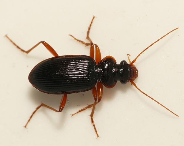 Leistus rufomarginatus (Duftschmid, 1812) &copy; Dick Belgers