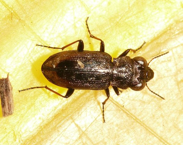 Notiophilus biguttatus (Fabricius, 1779) &copy; Dick Belgers