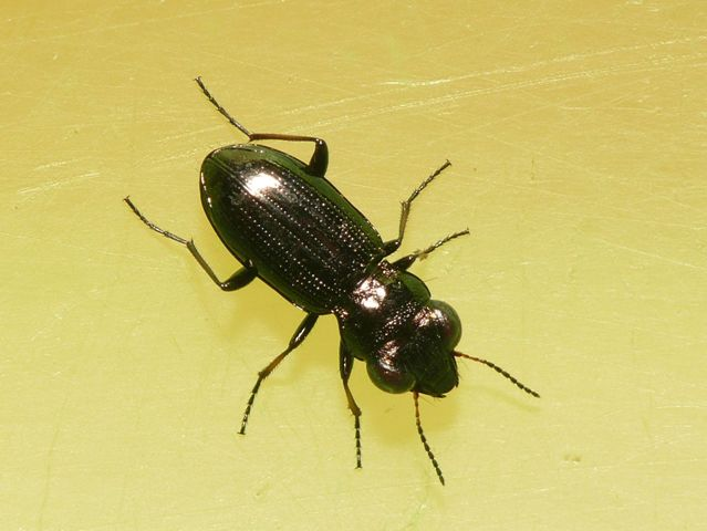 Notiophilus palustris (Duftschmid, 1812) &copy; Dick Belgers