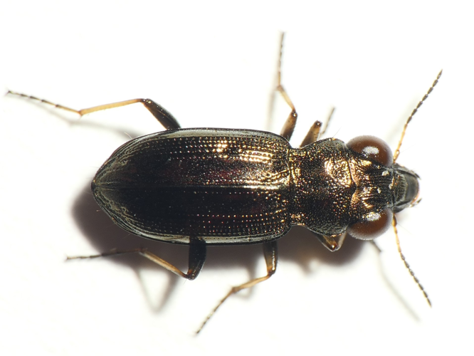 Notiophilus rufipes Curtis, 1829 &copy; Dick Belgers