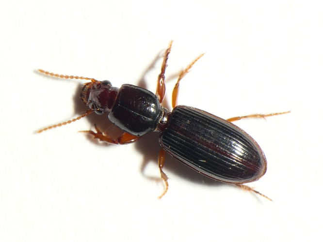 Clivina fossor (Linnaeus, 1758) &copy; Dick Belgers