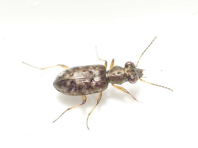 Asaphidion flavipes (Linnaeus, 1761) &copy; Dick Belgers