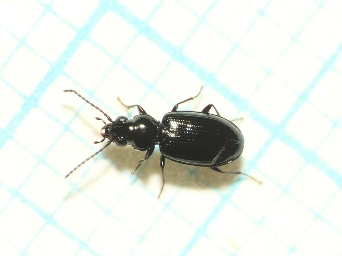 Bembidion minimum (Fabricius, 1792) &copy; Dick Belgers
