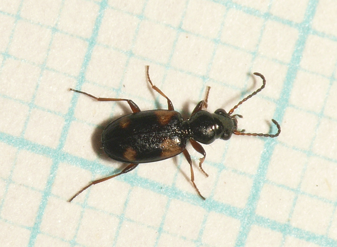 Bembidion quadrimaculatum (Linnaeus, 1761) &copy; Dick Belgers