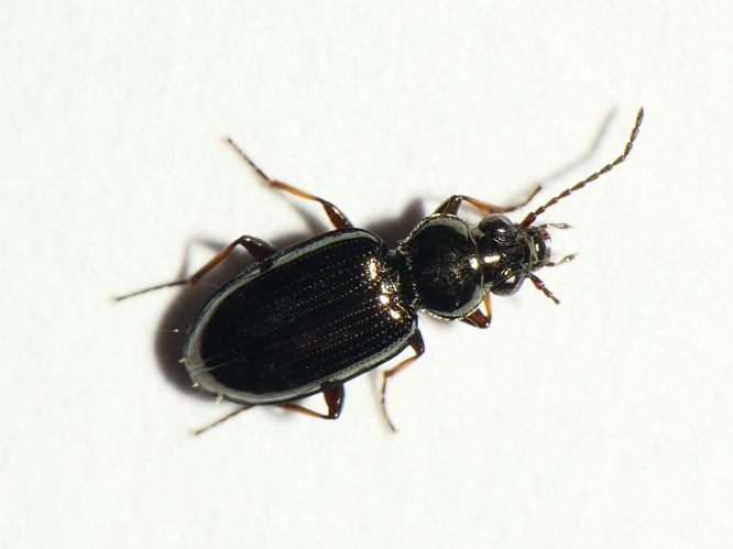 Metallina properans (Stephens, 1828) &copy; Dick Belgers