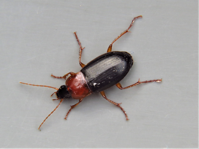 Calathus melanocephalus (Linnaeus, 1758) &copy; Martien van den Heuvel