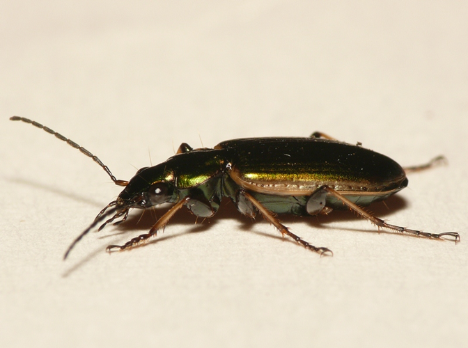 Agonum marginatum (Linnaeus, 1758) &copy; Dick Belgers