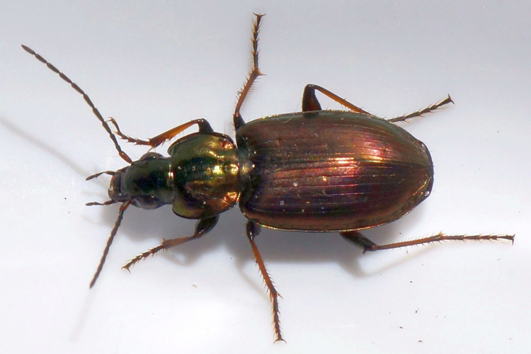 Agonum muelleri (Herbst, 1784) &copy; Hans Jonkman