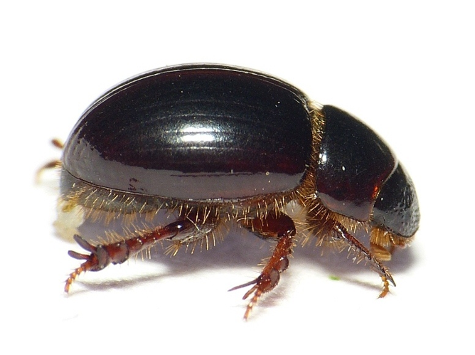 Aegialia arenaria (Fabricius, 1787) &copy; Dick Belgers