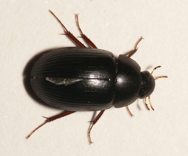 Hydrobius fuscipes (Linnaeus, 1758) &copy; Dick Belgers