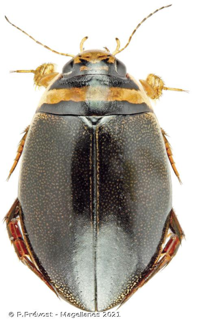  © P.Prévost - Magellanes 2021