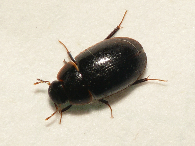 Cymbiodyta marginella (Fabricius, 1792) &copy; Dick Belgers