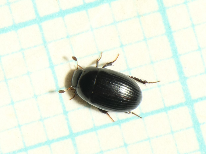Cercyon littoralis (Gyllenhal, 1808) &copy; Dick Belgers