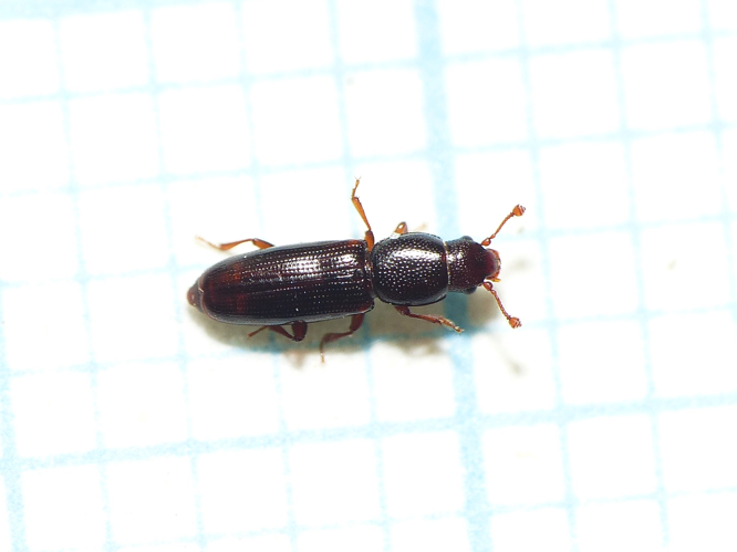 Rhizophagus bipustulatus (Fabricius, 1792) &copy; Dick Belgers