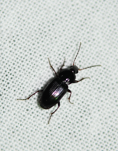 Lagarus vernalis (Panzer, 1796) &copy; Louis Westgeest