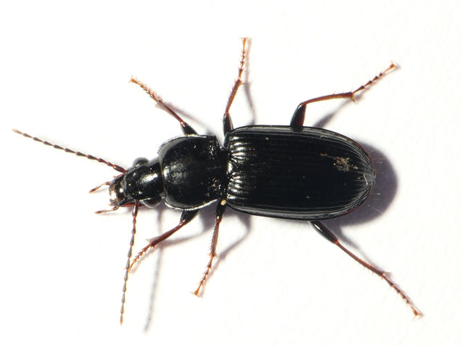 Pterostichus gracilis (Dejean, 1828) &copy; Dick Belgers