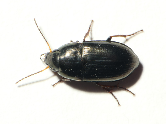 Amara communis (Panzer, 1796) &copy; Dick Belgers