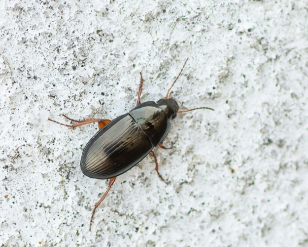 Amara familiaris (Duftschmid, 1812) &copy; Wijnand van Buuren