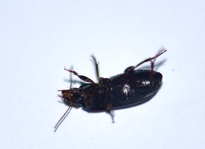 Harpalus anxius (Duftschmid, 1812) &copy; Louis Westgeest