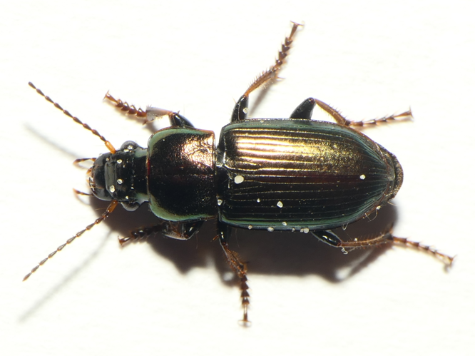 Harpalus distinguendus (Duftschmid, 1812) &copy; Dick Belgers