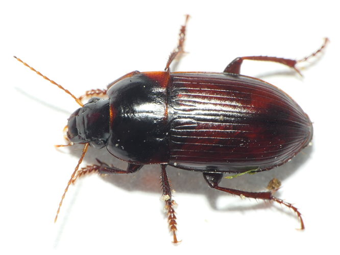 Harpalus servus (Duftschmid, 1812) &copy; Dick Belgers