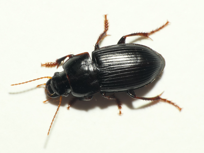 Harpalus tardus (Panzer, 1797) &copy; Dick Belgers