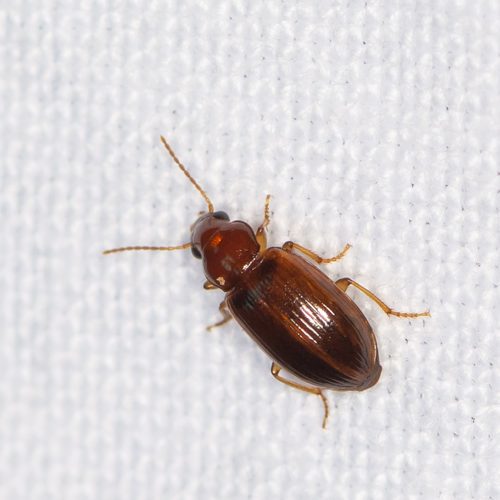 Bradycellus verbasci (Duftschmid, 1812) &copy; Wijnand van Buuren