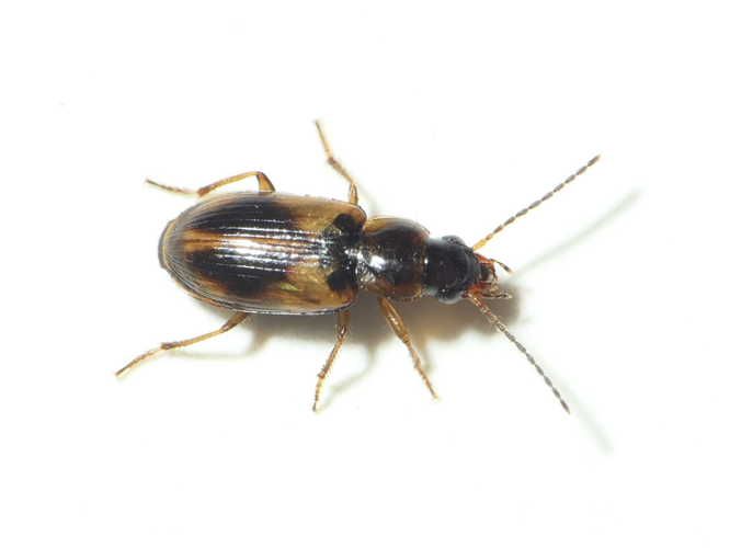 Acupalpus meridianus (Linnaeus, 1761) &copy; Dick Belgers