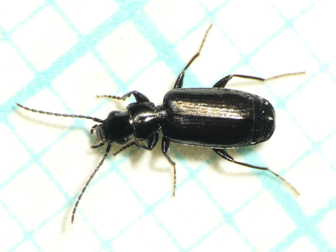 Microlestes minutulus (Goeze, 1777) &copy; Dick Belgers