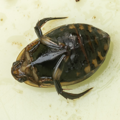 Acilius sulcatus (Linnaeus, 1758) &copy; Wijnand van Buuren