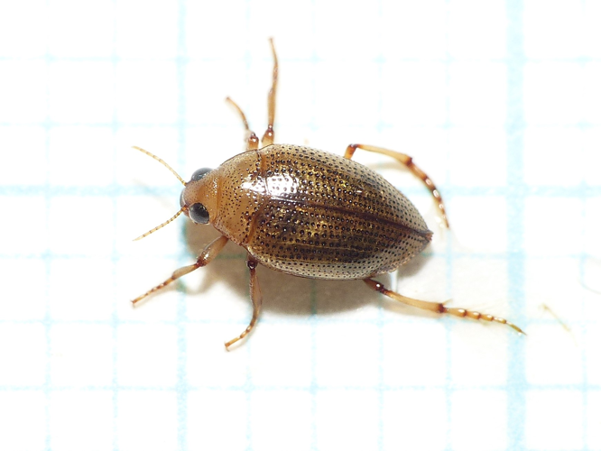 Haliplus flavicollis Sturm, 1834 &copy; Dick Belgers