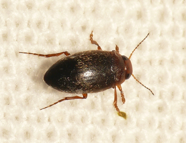 Hydroporus angustatus Sturm, 1835 &copy; Dick Belgers