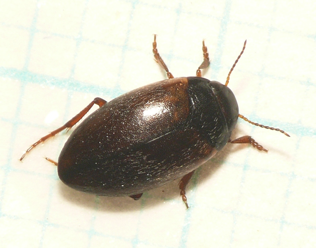 Hydroporus planus (Fabricius, 1781) &copy; Dick Belgers