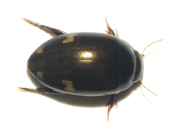 Agabus didymus (Olivier, 1795) &copy; Dick Belgers