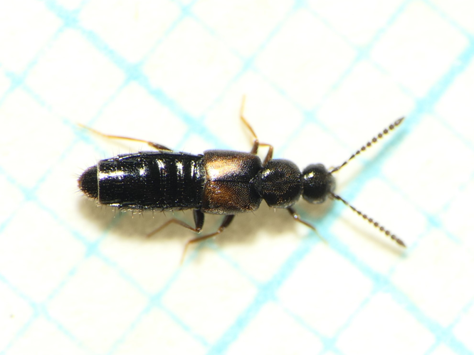 Atheta triangulum (Kraatz, 1856) &copy; Dick Belgers