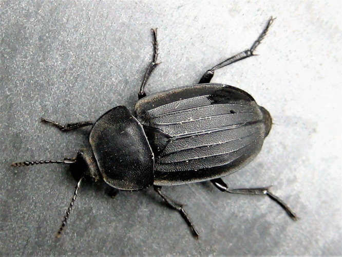 Silpha tristis Illiger, 1798 &copy; Martien van den Heuvel