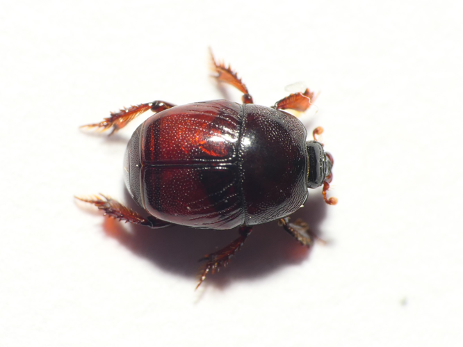 Hypocaccus crassipes (Erichson, 1834) &copy; Dick Belgers