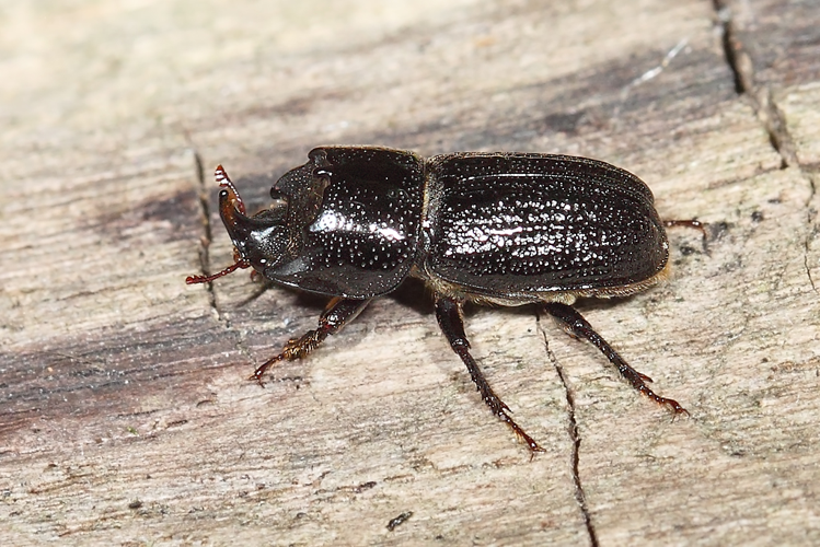 Sinodendron cylindricum (Linnaeus, 1758) &copy; Marijke Kanters