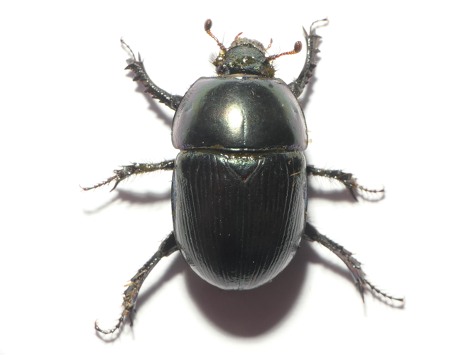 Geotrupes mutator (Marsham, 1802) &copy; Dick Belgers