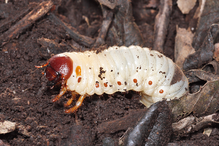 Oryctes nasicornis (Linnaeus, 1758) &copy; Marijke Kanters
