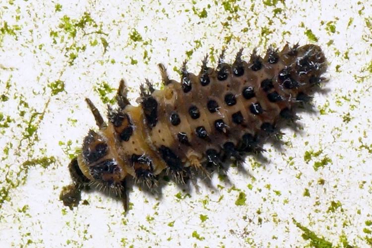 Exochomus quadripustulatus (Linnaeus, 1758) &copy; Hans Jonkman